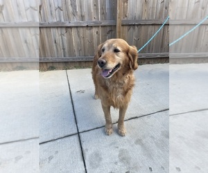 Father of the Golden Retriever puppies born on 11/17/2025
