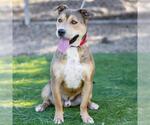 CANELO - Male Mutt Dog for Adoption - Small photo
