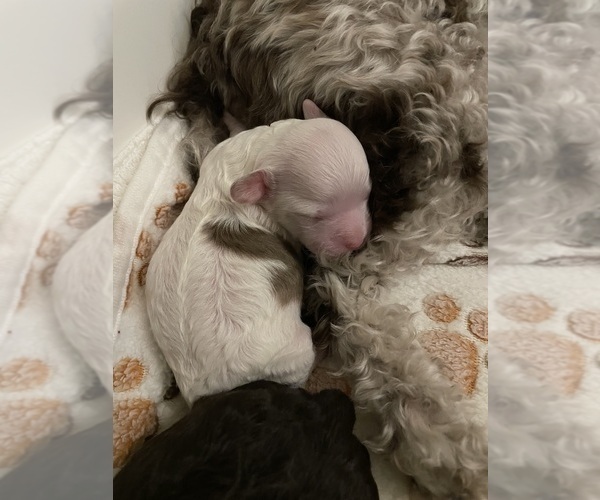 Medium Photo #31 Poodle (Toy) Puppy For Sale in MURRIETA, CA, USA