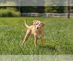 Small Mutt