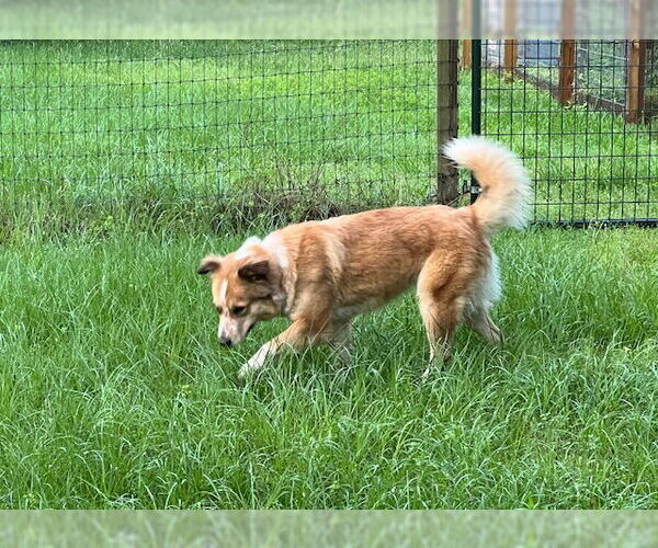 Medium Photo #1 Border Collie-Unknown Mix Puppy For Sale in Conroe, TX, USA