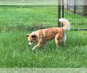 Border Collie-Unknown Mix Dogs for adoption in Conroe, TX, USA