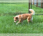 Small Border Collie Mix