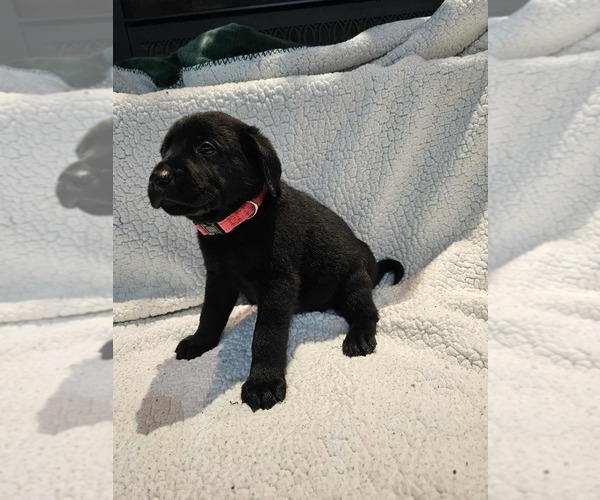 Medium Photo #2 Labrador Retriever Puppy For Sale in Gagetown, MI, USA