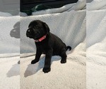 Small #1 Labrador Retriever