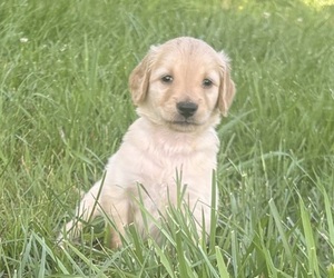 Golden Retriever Puppy for sale in CUB RUN, KY, USA