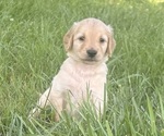 Image preview for Ad Listing. Nickname: Rosie