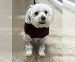 Small #12 Maltese