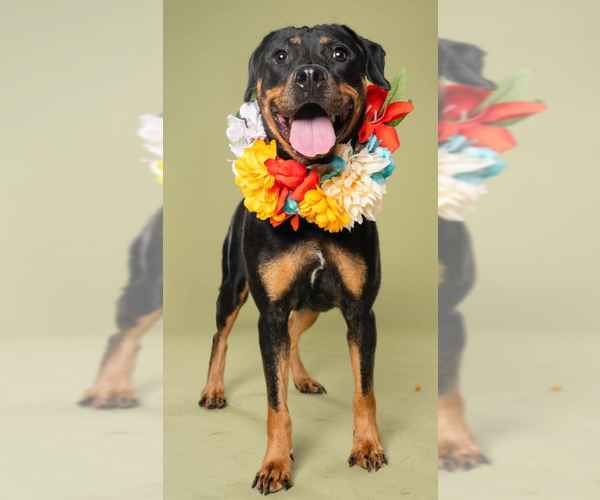 Medium Photo #5 Rottweiler Puppy For Sale in Hillsboro, NH, USA