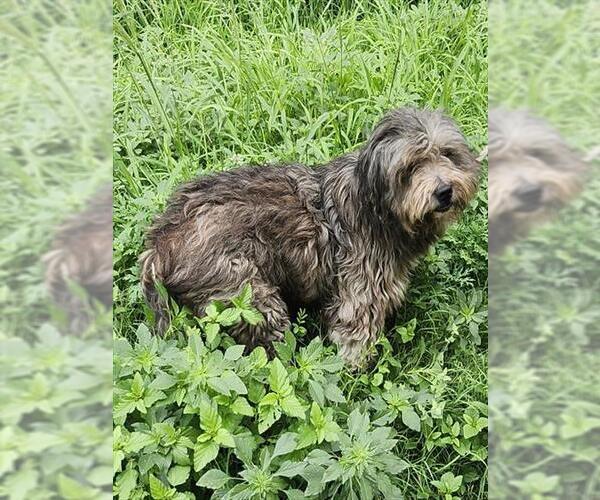 Medium Photo #1 Mutt Puppy For Sale in San Antonio, TX, USA