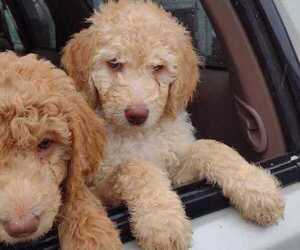 Poodle (Standard) Puppy for sale in AND, SC, USA