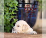 Small Photo #10 English Cream Golden Retriever Puppy For Sale in EL CAMPO, TX, USA