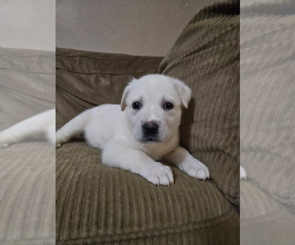 Medium Photo #2 Great Pyrenees-Unknown Mix Puppy For Sale in OKLAHOMA CITY, OK, USA
