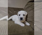 Small #1 Great Pyrenees Mix