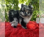 Small Pomeranian