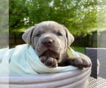 Small #6 Labrador Retriever Mix