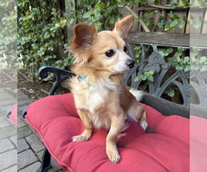 Chiranian Dogs for adoption in Santa Clara, CA, USA