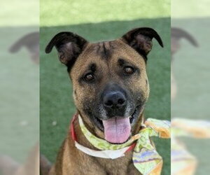 German Shepherd Dog-Unknown Mix Dogs for adoption in Lake Forest, CA, USA
