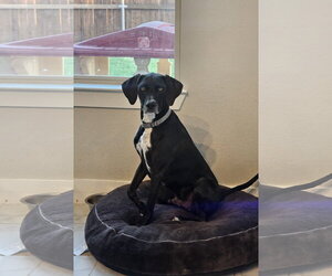 Labrador Retriever-Unknown Mix Dogs for adoption in McKinney, TX, USA