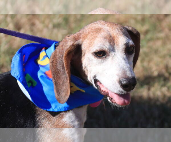 Medium Photo #12 Beagle Puppy For Sale in Tampa, FL, USA