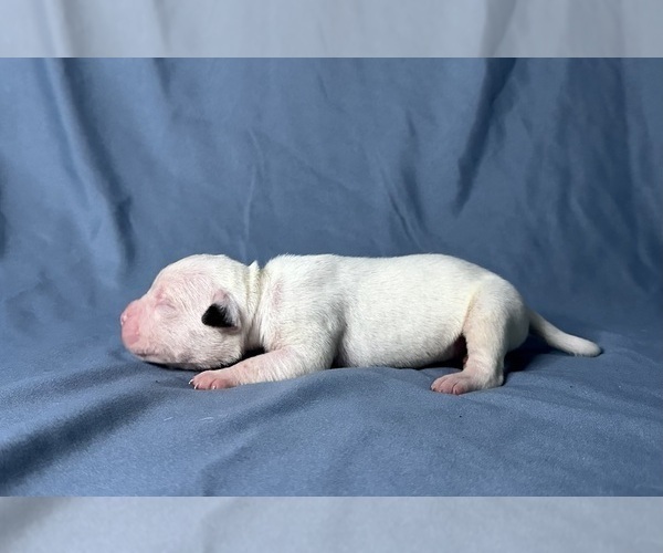 Medium Photo #3 American Bulldog Puppy For Sale in PLUMAS LAKE, CA, USA