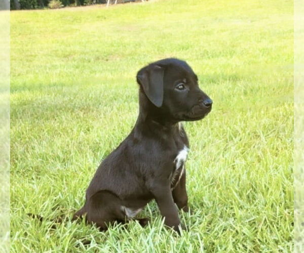 Medium Photo #2 Labrador Retriever-Unknown Mix Puppy For Sale in Sanford, FL, USA