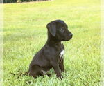 Small #1 Labrador Retriever Mix