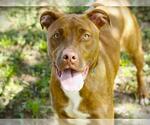 Small #1 American Staffordshire Terrier-Labrador Retriever Mix