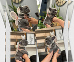 Small Photo #20 French Bulldog Puppy For Sale in ESCONDIDO, CA, USA