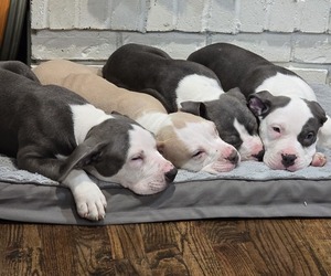 American Bully Litter for sale in TULSA, OK, USA