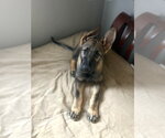 Small #16 German Shepherd Dog