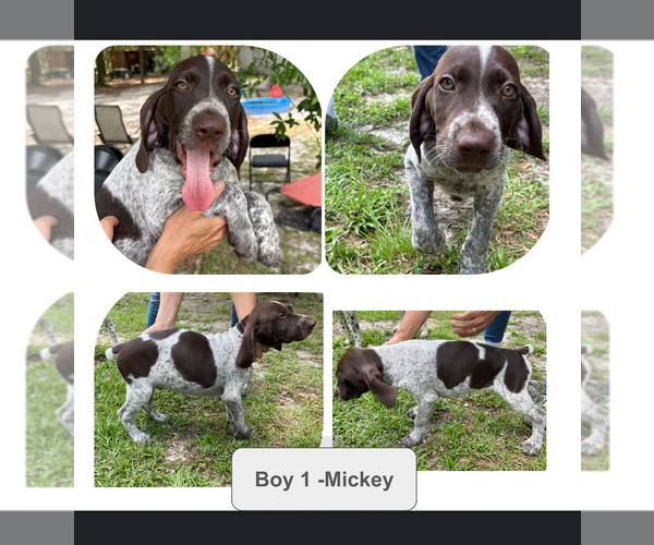 Medium Photo #17 German Shorthaired Pointer-German Wirehaired Pointer Mix Puppy For Sale in DEFUNIAK SPRINGS, FL, USA