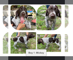 Small Photo #17 German Shorthaired Pointer-German Wirehaired Pointer Mix Puppy For Sale in DEFUNIAK SPRINGS, FL, USA
