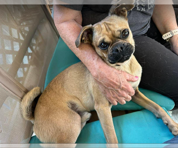 Medium Photo #2 Pug-Unknown Mix Puppy For Sale in Cranston, RI, USA