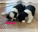 Small Photo #4 Shih Tzu Puppy For Sale in SAPULPA, OK, USA