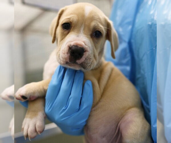 Medium Photo #1 American Staffordshire Terrier Puppy For Sale in San Antonio, TX, USA