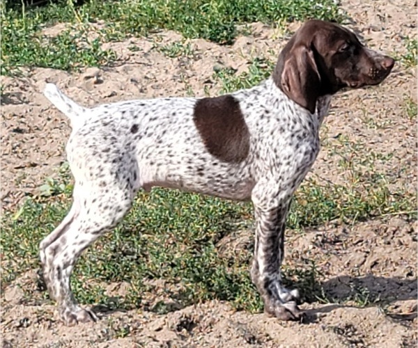 Medium Photo #7 German Shorthaired Pointer Puppy For Sale in NEWPORT, NE, USA