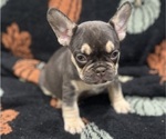 Small #1 French Bulldog