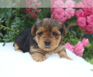 Yorkshire Terrier Puppy for sale in HILLSBORO, TX, USA