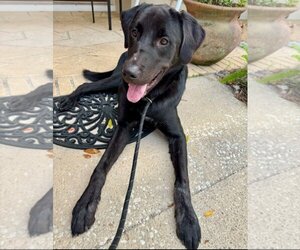 Golden Retriever-Unknown Mix Dogs for adoption in Sanford, FL, USA