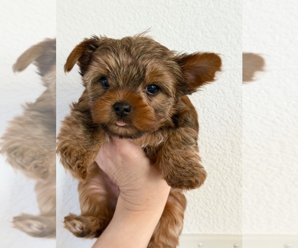 Medium Photo #4 Yorkshire Terrier Puppy For Sale in ROCKLIN, CA, USA