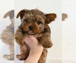 Small #3 Yorkshire Terrier
