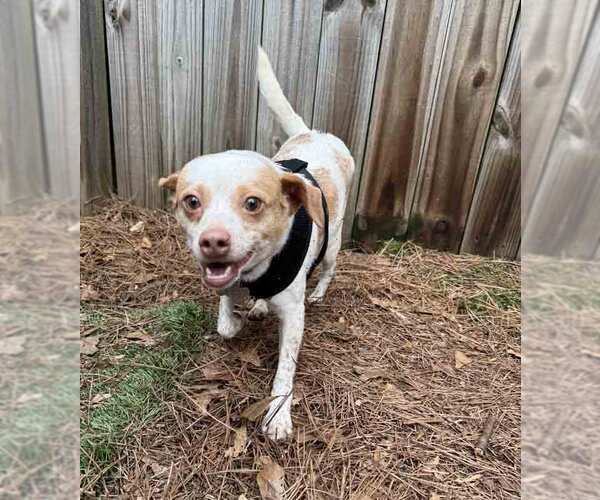 Medium Photo #7 Cheagle Puppy For Sale in Kennesaw, GA, USA