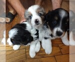 Small #9 Miniature Australian Shepherd