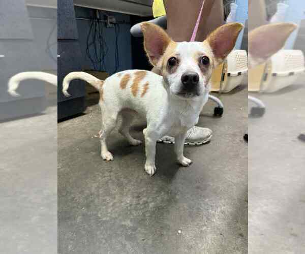 Medium Photo #1 Mutt Puppy For Sale in Evansville, IN, USA