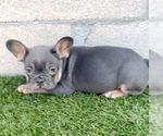 Small #3 French Bulldog