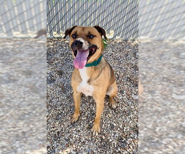 Medium Photo #9 Black Mouth Cur-Unknown Mix Puppy For Sale in Oakhurst, NJ, USA