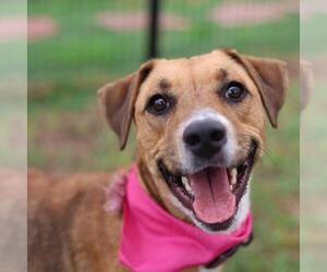 Labrador Retriever Dogs for adoption in San Antonio, TX, USA