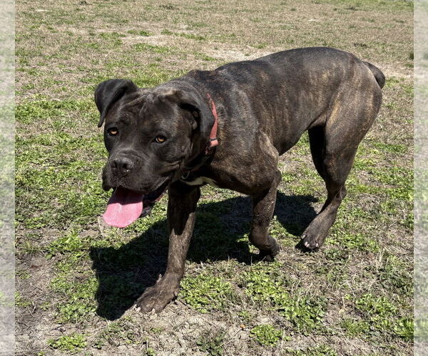 Medium Photo #11 Mastiff-Unknown Mix Puppy For Sale in Virginia Beach, VA, USA