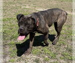 Small #10 Mastiff Mix
